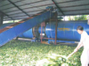 Multi- Circulating Rotary Dryer